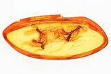 Four Fossil Dark-Winged Fungus Gnats (Sciaridae) In Baltic Amber #330680-1